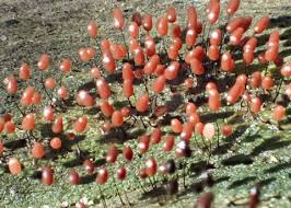 Attēlu rezultāti vaicājumam “Comatricha tenerrima spores”