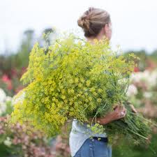 Image result for Dill