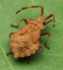 Attēlu rezultāti vaicājumam “Coreus marginatus imago”