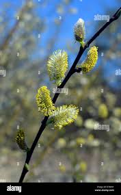 Attēlu rezultāti vaicājumam “Salix cinerea female flower”