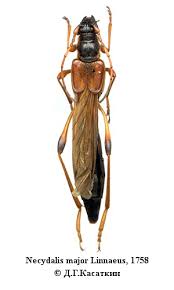 Attēlu rezultāti vaicājumam “Necydalis major”