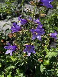 Image result for Campanula trachelium