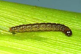 Attēlu rezultāti vaicājumam “Euura brevicornis larva”