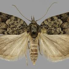 Attēlu rezultāti vaicājumam “Nycteola degenerana”