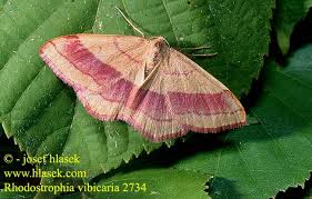 Attēlu rezultāti vaicājumam “Rhodostrophia vibicaria”