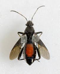 Attēlu rezultāti vaicājumam “Alydus calcaratus imago”