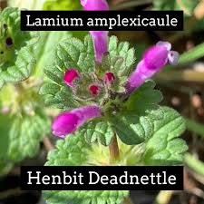 Attēlu rezultāti vaicājumam “Lamium amplexicaule flower”