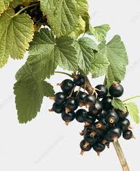 Attēlu rezultāti vaicājumam “Ribes nigrum fruit”