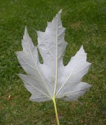 Attēlu rezultāti vaicājumam “Acer saccharinum leaf”