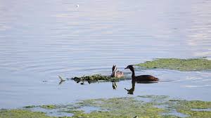 Attēlu rezultāti vaicājumam “Podiceps cristatus nest”