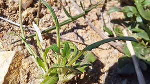 Attēlu rezultāti vaicājumam “Diplotaxis muralis leaf”
