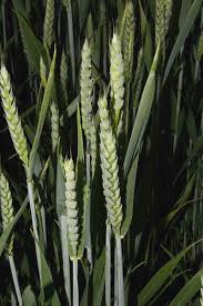 Attēlu rezultāti vaicājumam “Triticum aestivum”