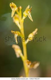 Attēlu rezultāti vaicājumam “Hammarbya paludosa flower”