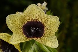 Attēlu rezultāti vaicājumam “Hyoscyamus niger”