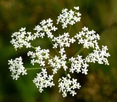 Image result for Pimpinella saxifraga