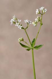 Attēlu rezultāti vaicājumam “Galium rivale flower”