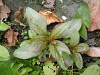 Attēlu rezultāti vaicājumam “Epilobium roseum”