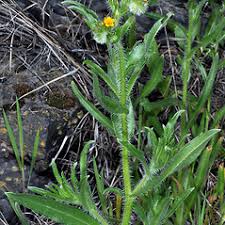 Attēlu rezultāti vaicājumam “Lycogala botrydium sessile”