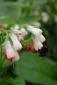 Attēlu rezultāti vaicājumam “Symphytum grandiflorum”