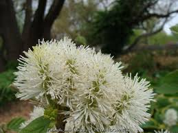 Attēlu rezultāti vaicājumam “Fothergilla major”