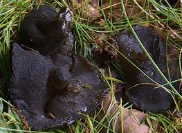 Attēlu rezultāti vaicājumam “Exidia glandulosa”