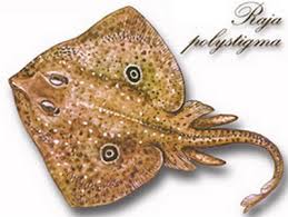 Image result for Raja polystigma