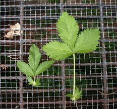 Attēlu rezultāti vaicājumam “Potentilla norvegica leaf”