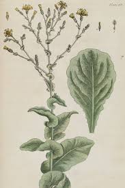 Attēlu rezultāti vaicājumam “Lactuca sativa flower”