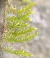 Attēlu rezultāti vaicājumam “Eurhynchiastrum pulchellum macro”