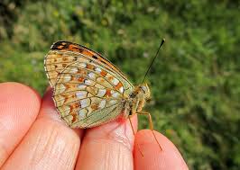 Attēlu rezultāti vaicājumam “Argynnis niobe underside”