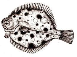 Image result for Scophthalmus maximus