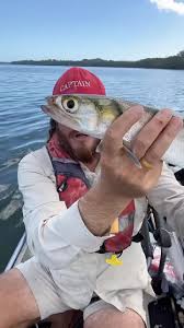 Image result for Elops saurus