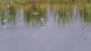 Attēlu rezultāti vaicājumam “Sternula albifrons”