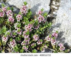 Attēlu rezultāti vaicājumam “Glaux maritima flower”