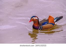 Attēlu rezultāti vaicājumam “Aix galericulata male”