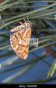 Attēlu rezultāti vaicājumam “Bupalus piniaria female”