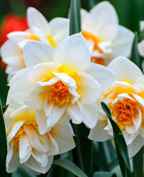 Attēlu rezultāti vaicājumam “Narcissus”