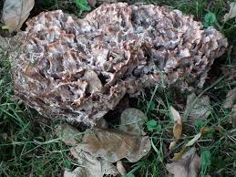 Image result for Podoscypha multizonata