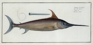 Image result for Xiphias gladius