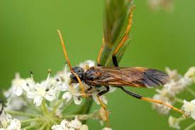Attēlu rezultāti vaicājumam “Tenthredo campestris”