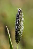 Attēlu rezultāti vaicājumam “Alopecurus pratensis fruit”