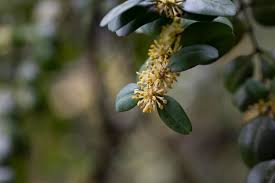 Attēlu rezultāti vaicājumam “Buxus sempervirens flower”