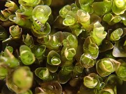 Attēlu rezultāti vaicājumam “Jungermannia subulata”