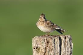 Image result for Alauda arvensis