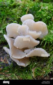 Attēlu rezultāti vaicājumam “Pseudohydnum gelatinosum”