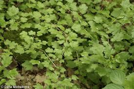 Attēlu rezultāti vaicājumam “Ribes uva-crispa leaf”