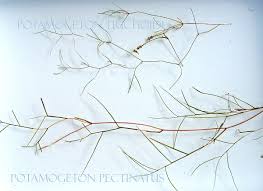 Attēlu rezultāti vaicājumam “Potamogeton trichoides”