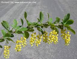 Attēlu rezultāti vaicājumam “Berberis vulgaris”