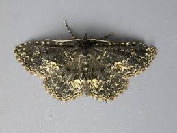 Attēlu rezultāti vaicājumam “Parascotia fuliginaria”