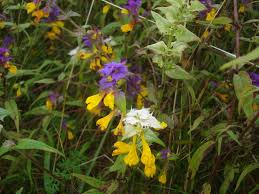 Attēlu rezultāti vaicājumam “Melampyrum nemorosum leaf”